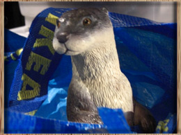 otter in the bag